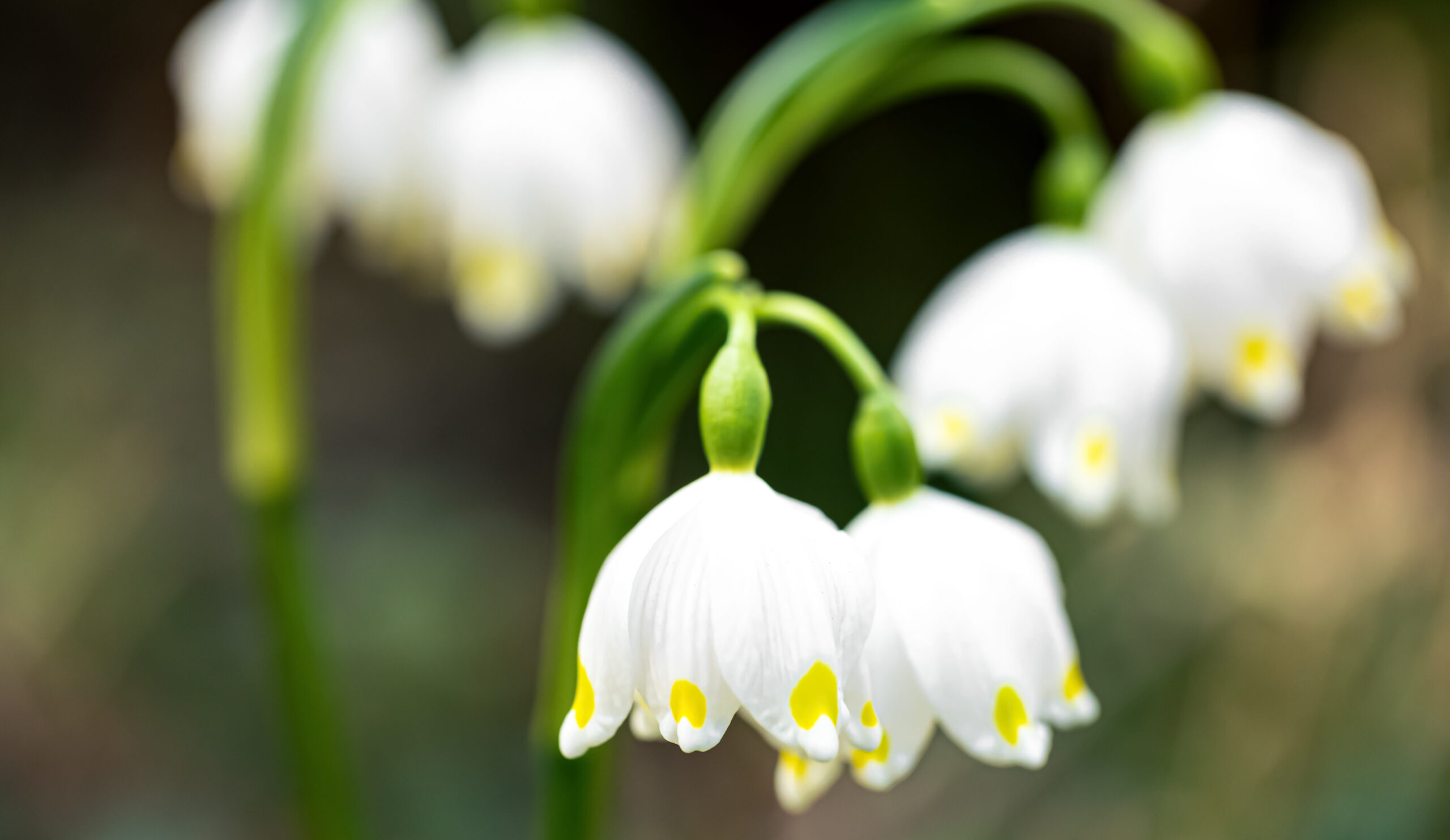 Vente de muguet