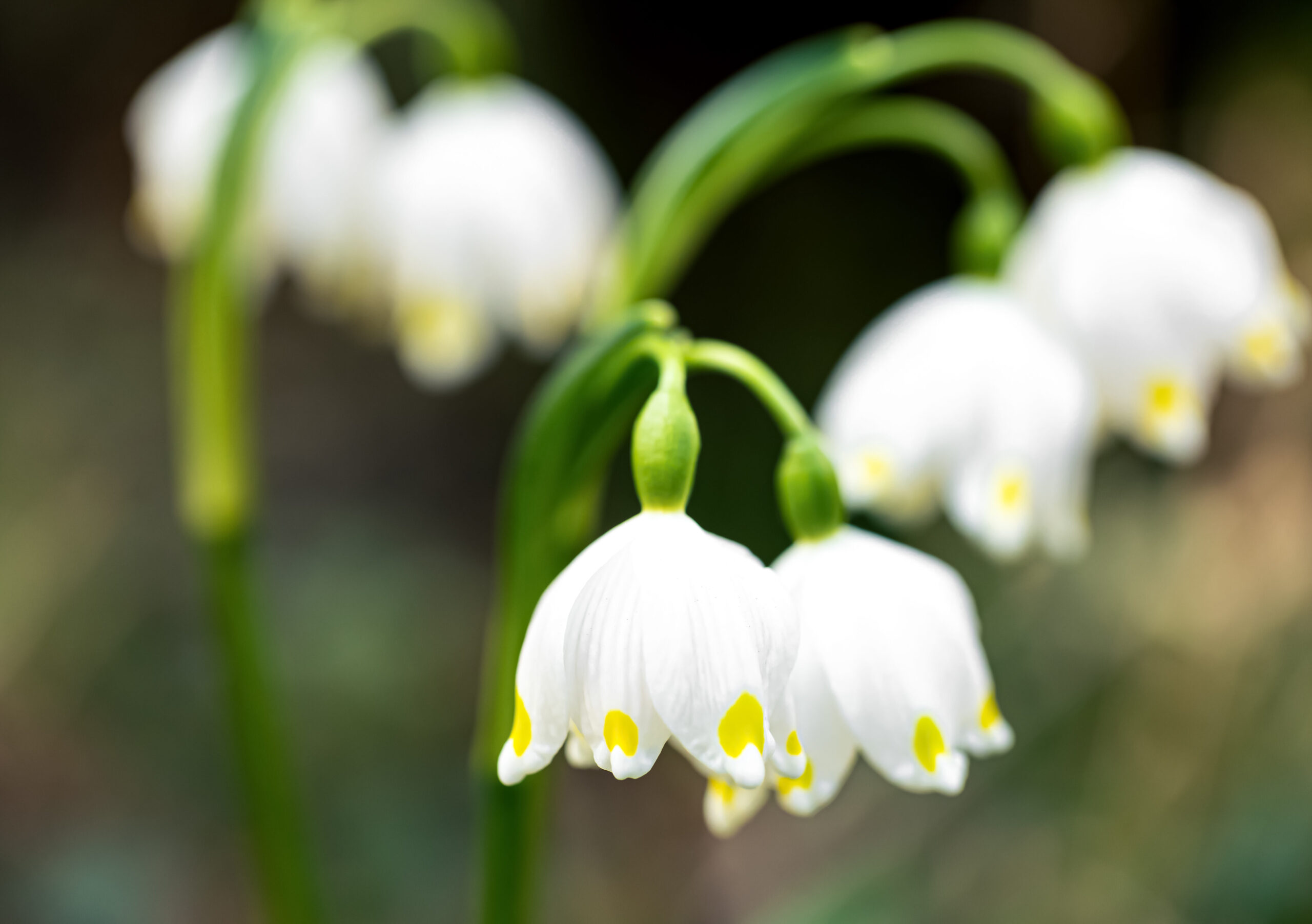 muguet