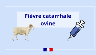 Information importante – Fièvre Catarrhale Ovine (FCO)