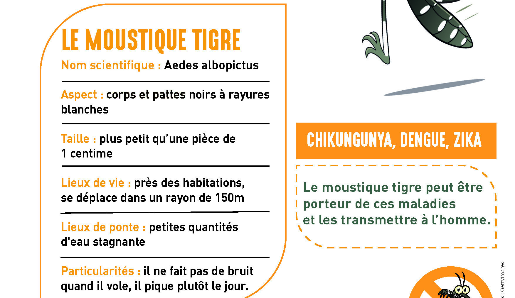 Moustique tigre : adoptons les bons gestes !